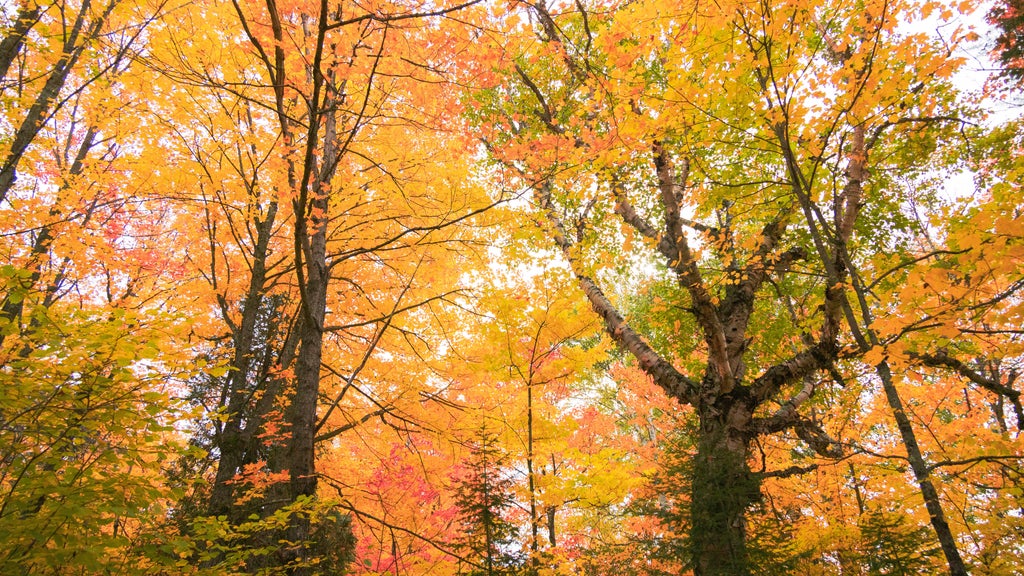 Summerlike weekend on tap in Twin Cities; fall returns early next week — WCCO / CBS Minnesota, Golden Valley Community news