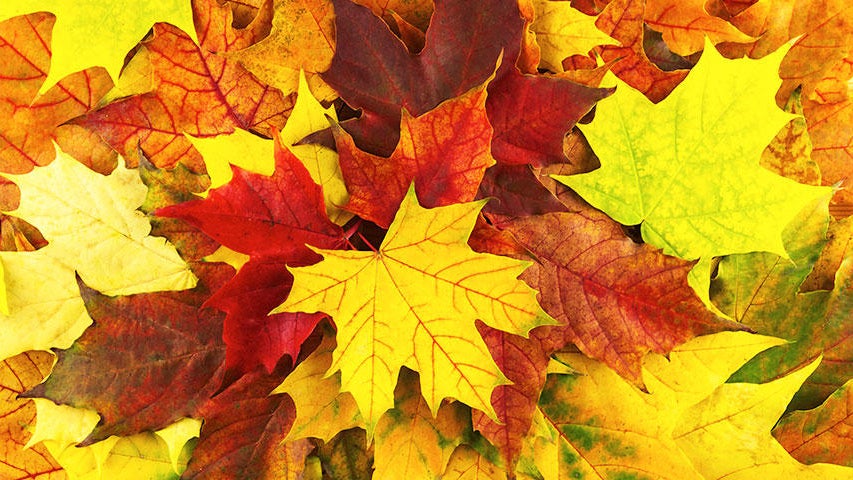 Cooler, quieter fall weather returns Tuesday in the Twin Cities — WCCO / CBS Minnesota, Golden Valley Community news