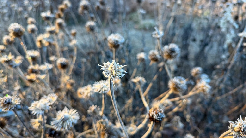 Breezy winds bring cool air to Minnesota, with first frost possible in the metro Friday night — WCCO / CBS Minnesota, Golden Valley Sports news