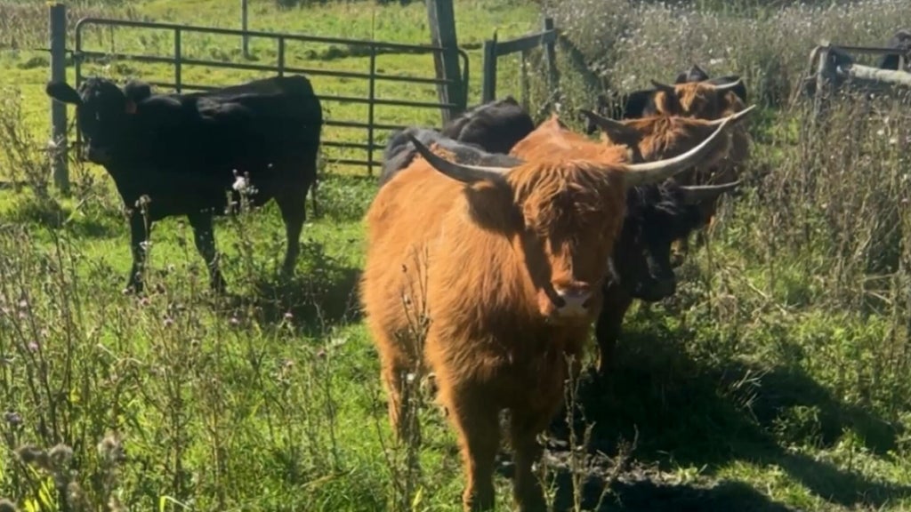 Minnesota farmer calls for thief to return nearly a dozen cows: "You're going to go to jail" — WCCO / CBS Minnesota, Golden Valley Community news