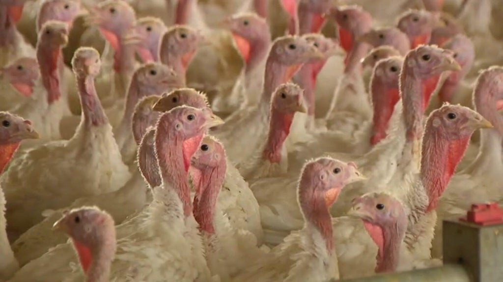Bird flu confirmed in Barron County, Wisconsin, commercial poultry flock — WCCO / CBS Minnesota, Golden Valley Real Estate news