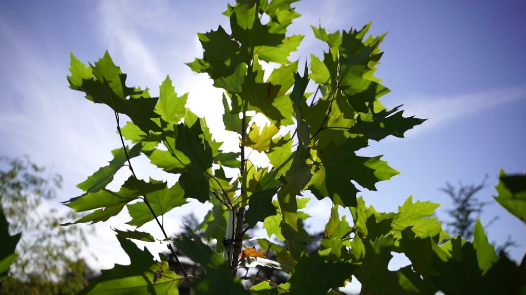 St. Paul city employees help plant trees at church in Rondo neighborhood — WCCO / CBS Minnesota, Golden Valley Real Estate news