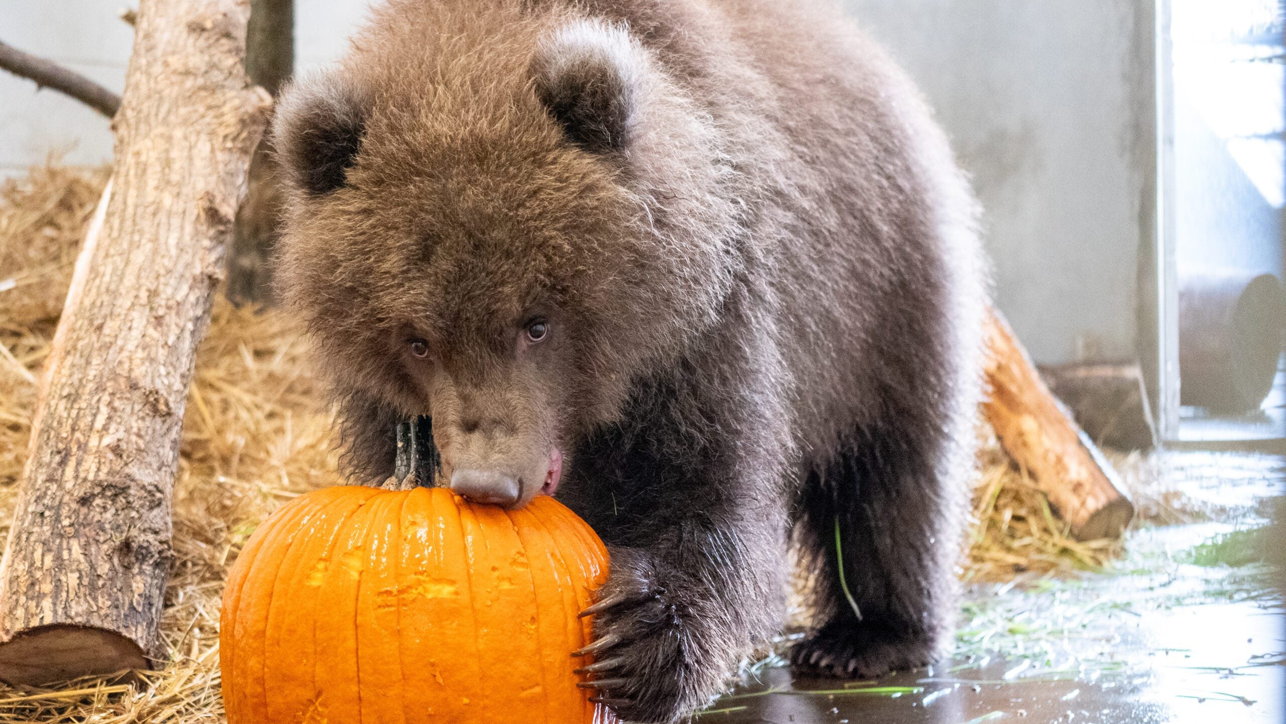 Minnesota Zoo welcomes 3 orphaned brown bear cubs rescued from Alaska — Golden Valley Health news