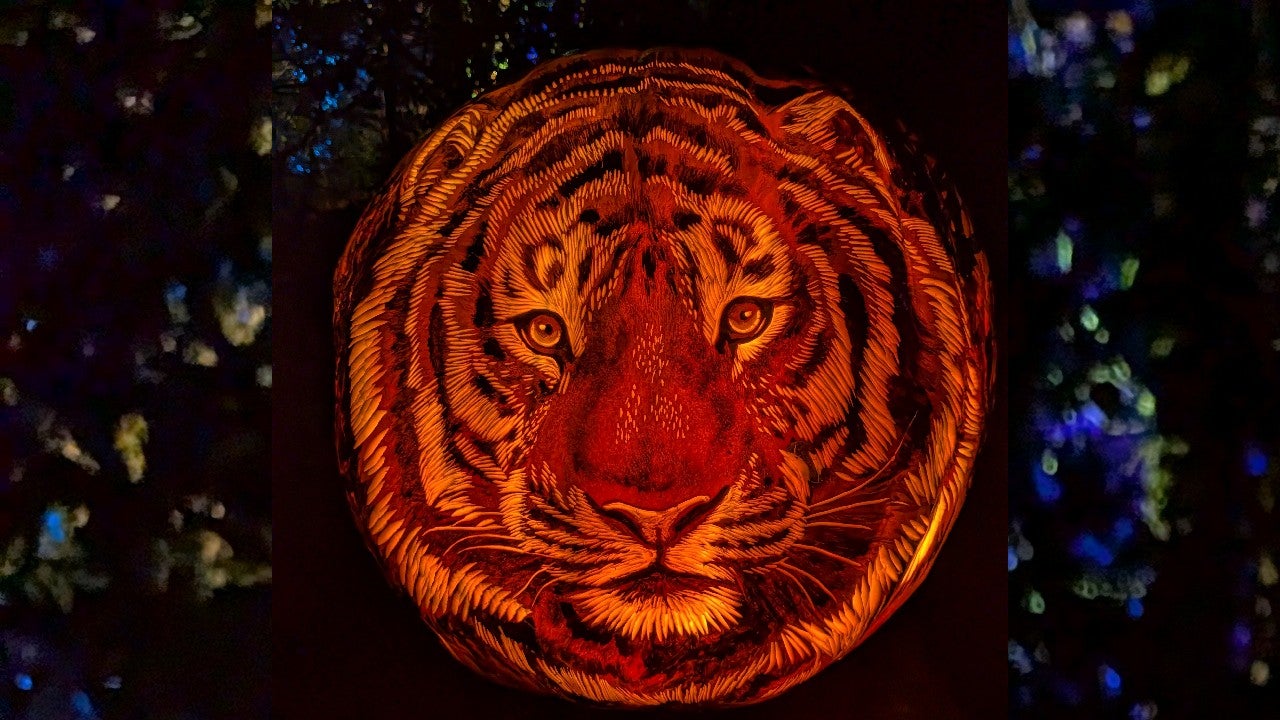Behind the scenes of pumpkin carving at the Minnesota Zoo — KSTP 5, Golden Valley Arts news
