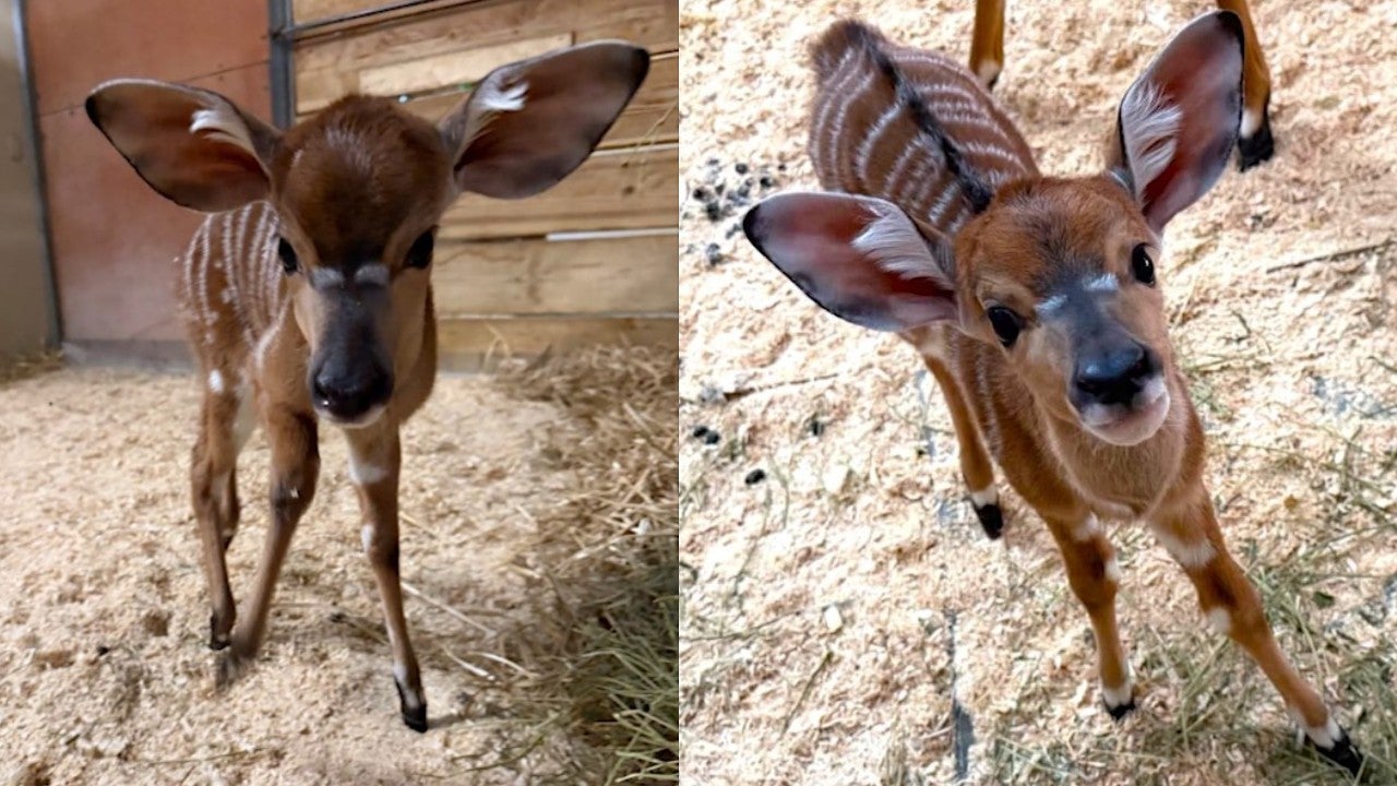 Pair of nyala calves born at Como Park Zoo 3 weeks apart — Golden Valley Community news
