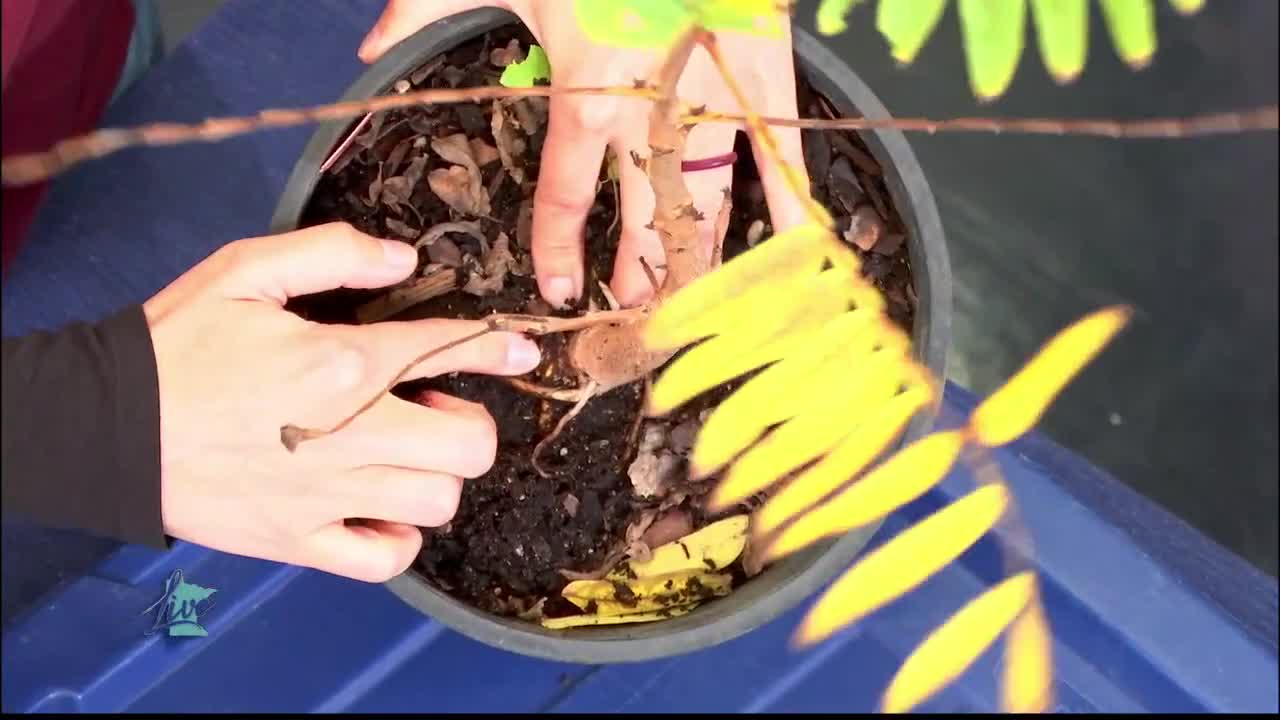Tips for Planting Trees — KSTP 5, Golden Valley Community news