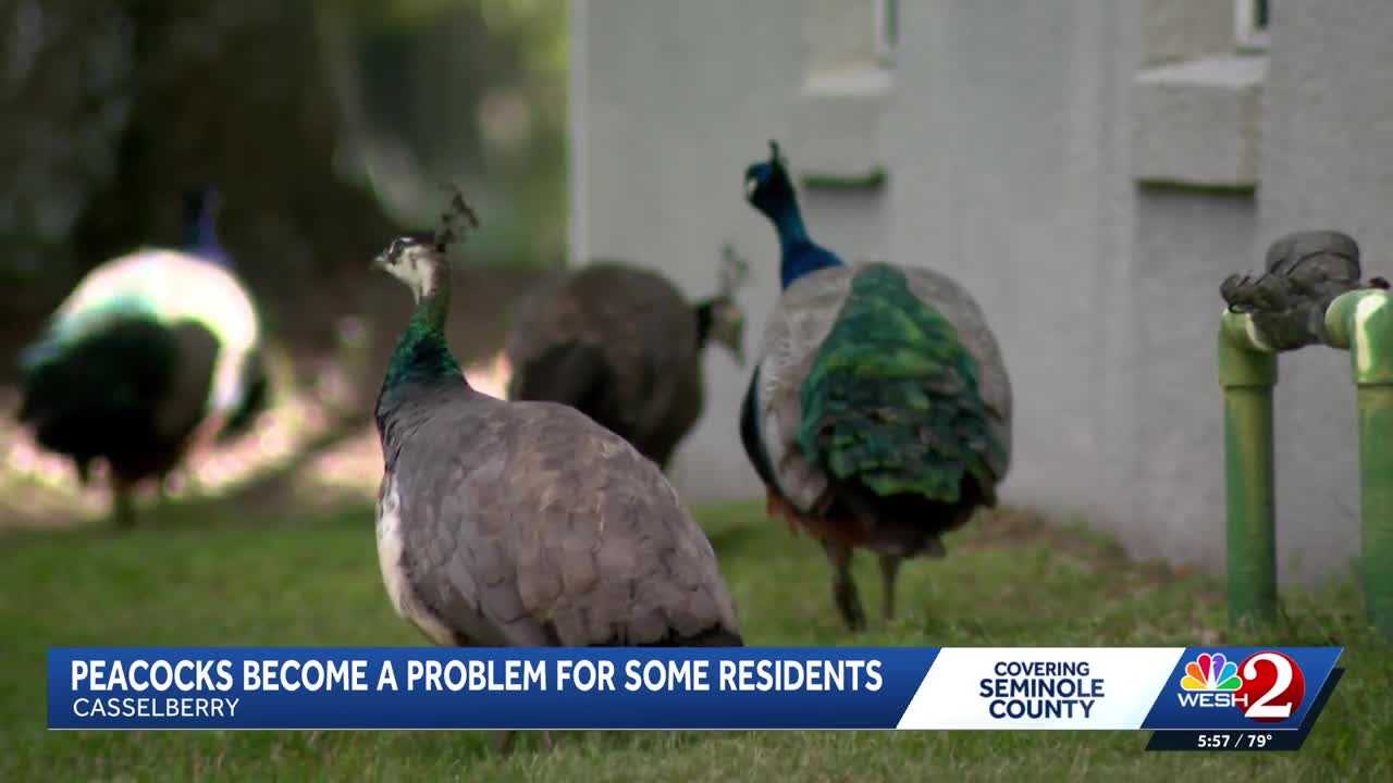 Peacocks vs. property owners: Casselberry rethinks peacock protections amid property damage complaints — WESH 2 Orlando, Golden Valley Real Estate news