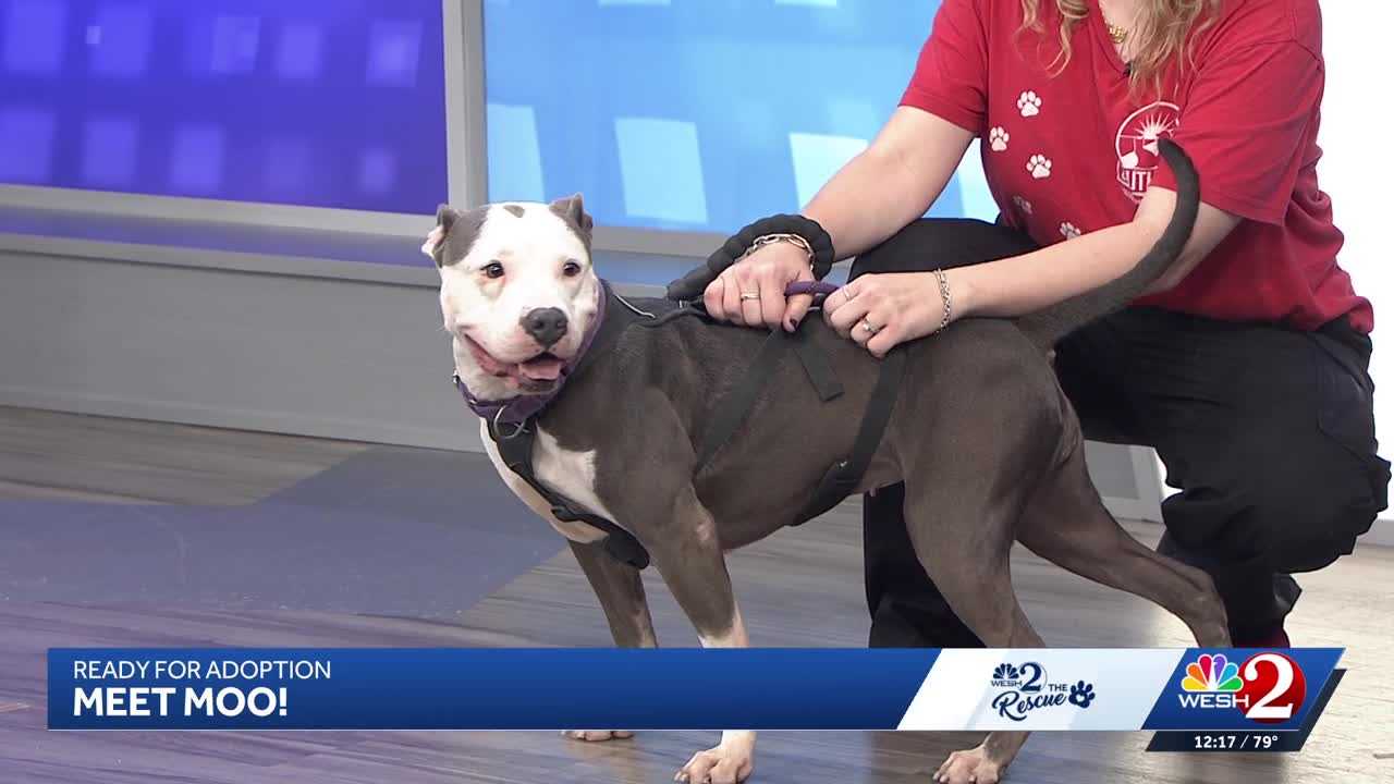Moo at Southeast Volusia Humane Society is looking for a home — WESH 2 Orlando, Golden Valley Community news