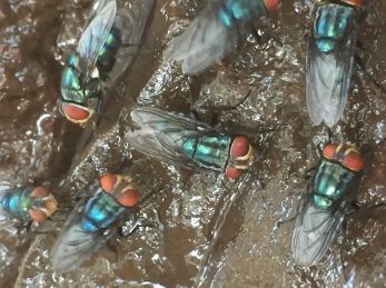 Odor complaints target Mexico’s screwworm fly facility — KFGO, Golden Valley Schools news