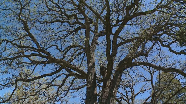 How to keep your oak trees healthy — KARE 11 Local, Golden Valley Health news