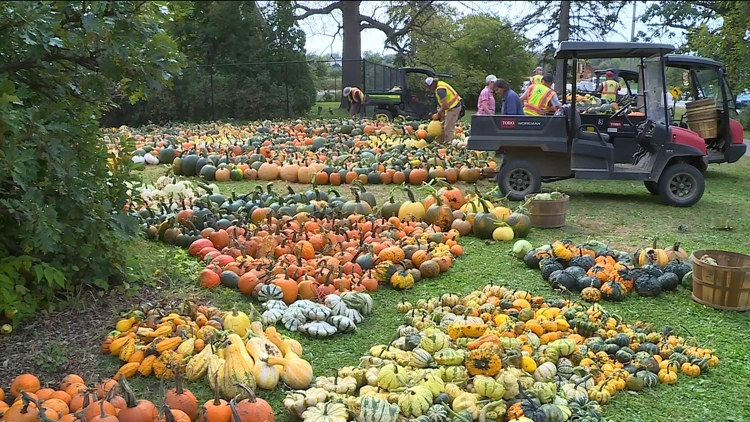 Pumpkin 101: Best to cook, carve & display — KARE 11 Local, Golden Valley Community news