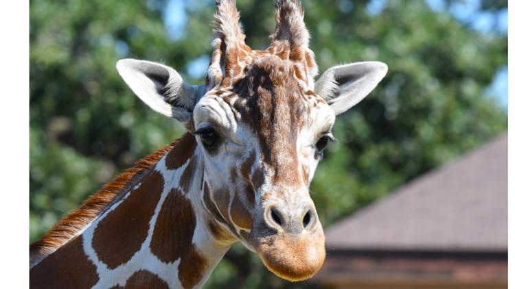 Como Zoo mourns loss of beloved giraffe, 'Skeeter' — Golden Valley Community news