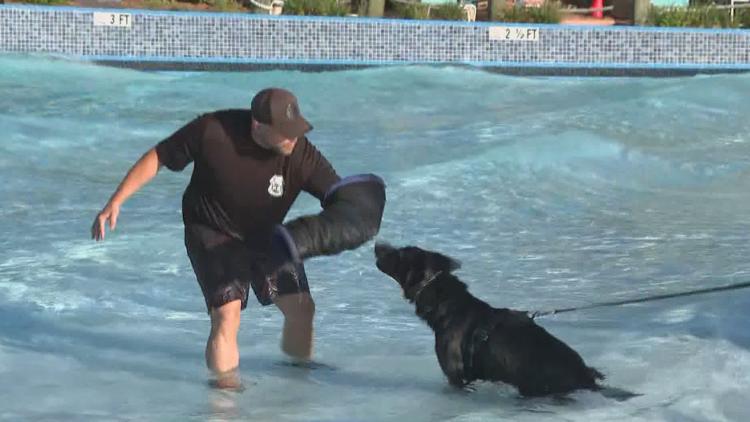 Tampa police K-9s train at theme park to prepare for emergencies — WTSP 10 Tampa Bay, Golden Valley Community news