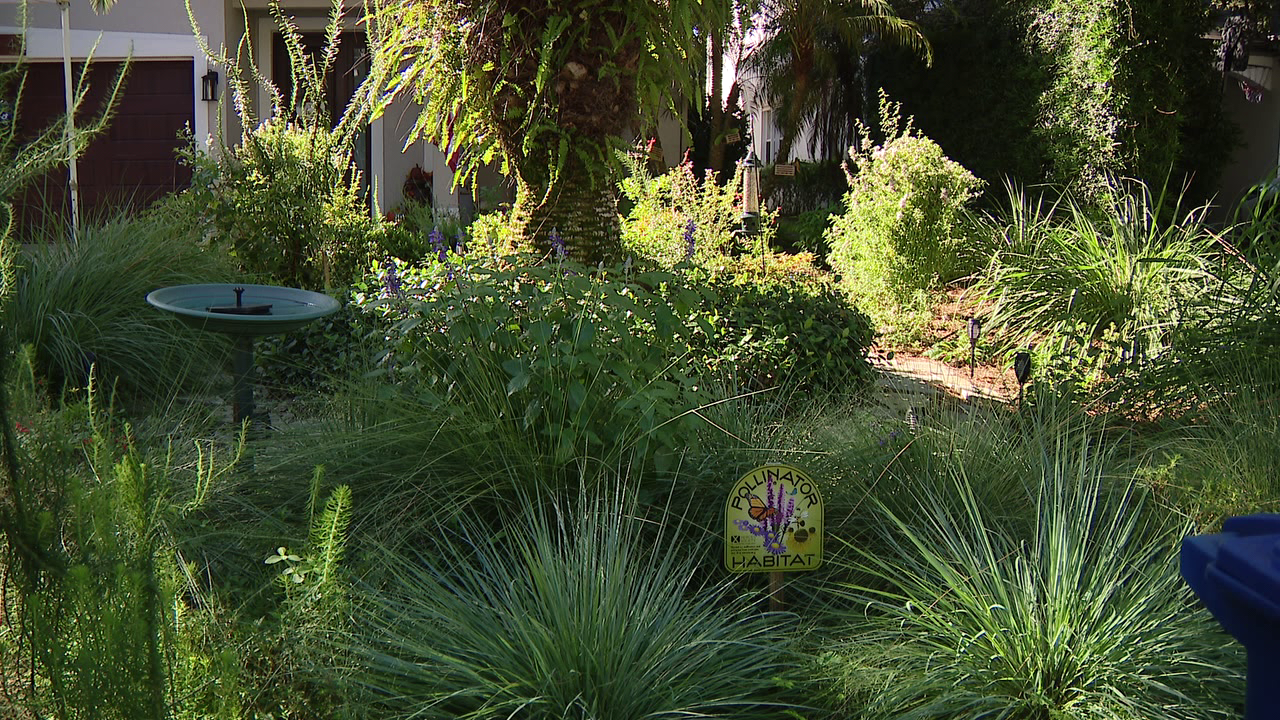 Florida city offers homeowners up to $3,000 to ditch thirsty grass — a move that slashes their water bills — FOX 9, Golden Valley Community news