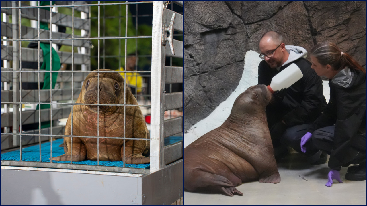 Orphaned baby walrus in Alaska flown 4,800 miles to new home in Florida — FOX 9, Golden Valley Community news