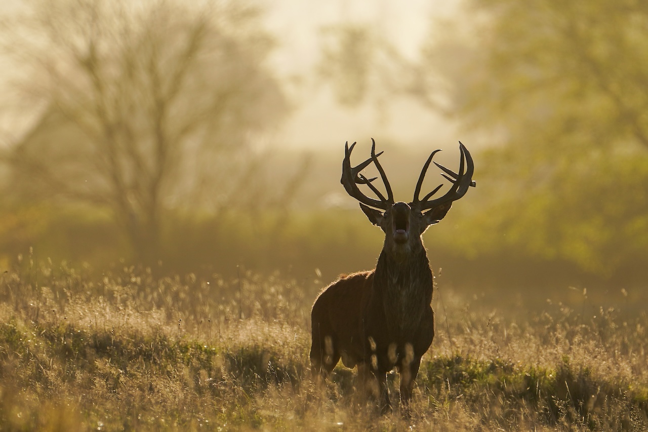 Deer-related crashes spike in the fall. Here's why. — FOX 9, Golden Valley Sports news