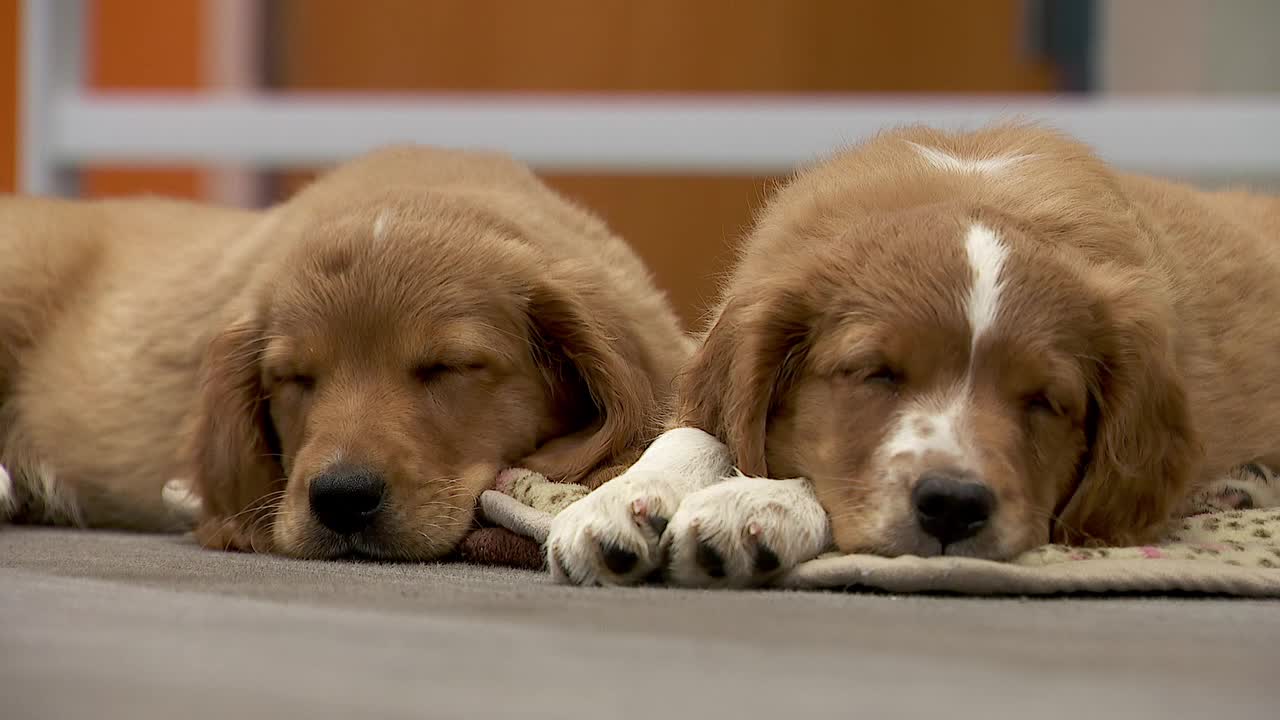 36 dogs rescued from unlicensed breeder in Cass County — Golden Valley Community news