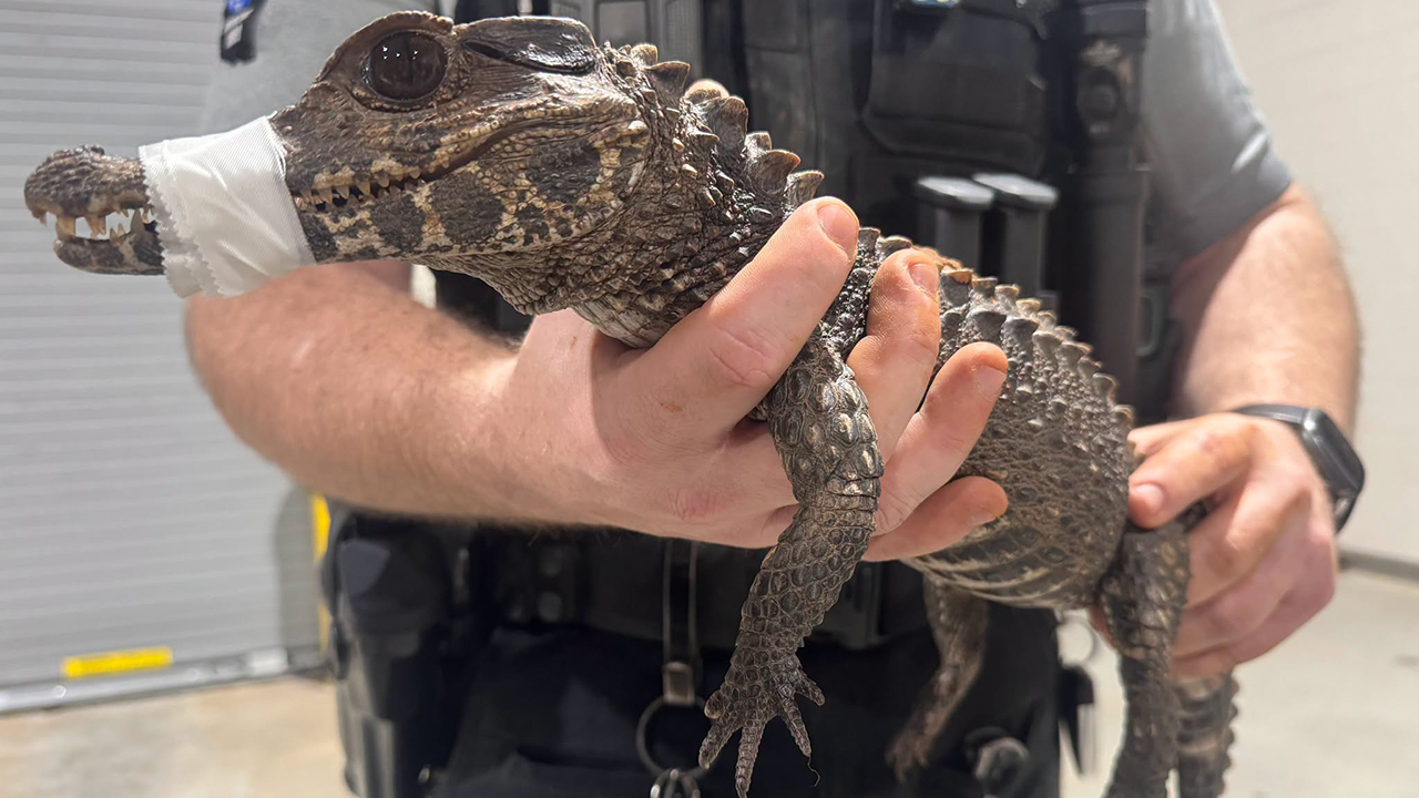 Watch: Deputies in Oklahoma capture escaped caiman after months on the loose — FOX 9, Golden Valley Community news